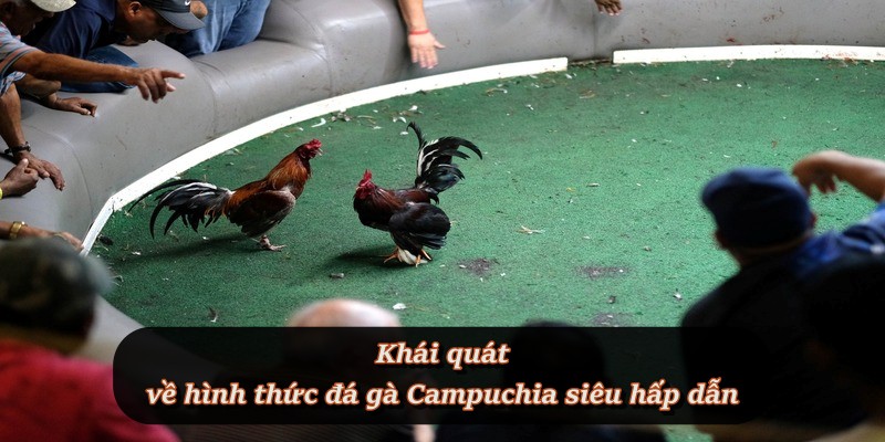 Giới thiệu tổng quan về đá gà Campuchia tại F8BET